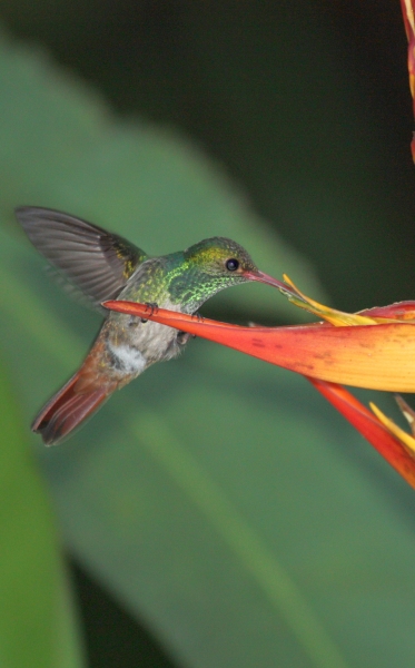 Kolibri beim Trinken von Nektar